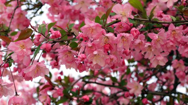 Free spring apple bloom blossom flowers in branch 4k hd flowers wallpaper download