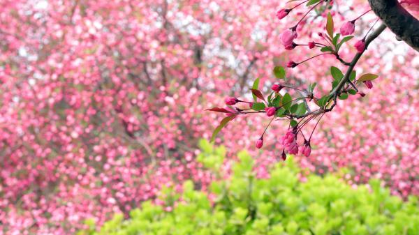 Free spring apple blossom branch 4k 5k hd flowers wallpaper download