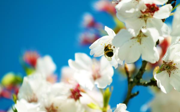 Free spring bee wallpaper download