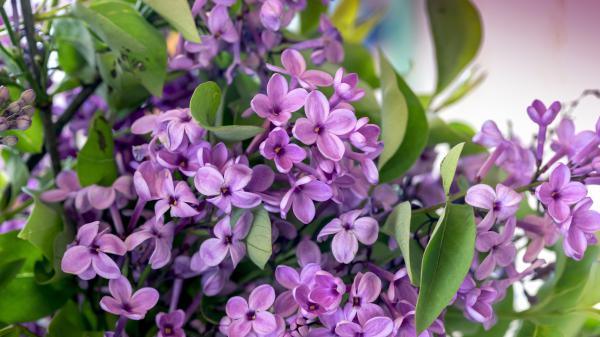 Free spring blossom lilac 4k 5k hd flowers wallpaper download