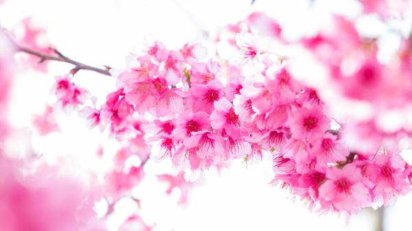 Free spring blossom sakura pink flowers in white background 4k 5k hd flowers wallpaper download