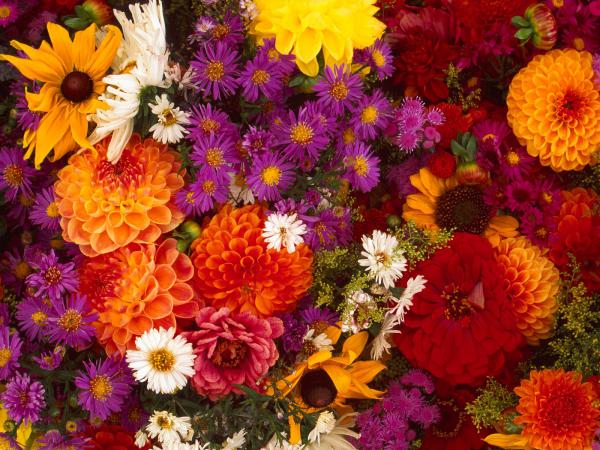 Free spring flower medley wallpaper download