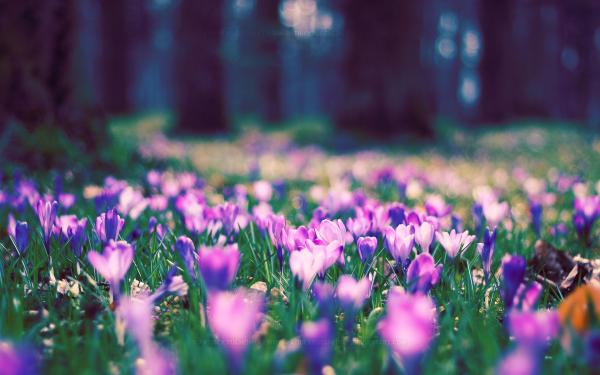 Free spring flower park wallpaper download