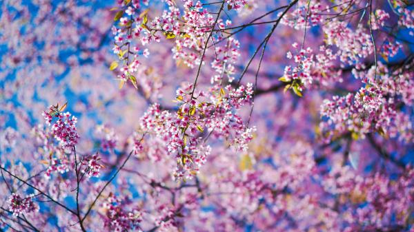 Free spring flowers 4k wallpaper download