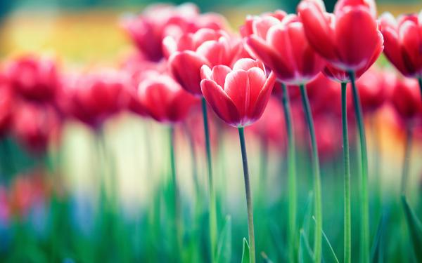 Free spring flowers bloom 4k wallpaper download