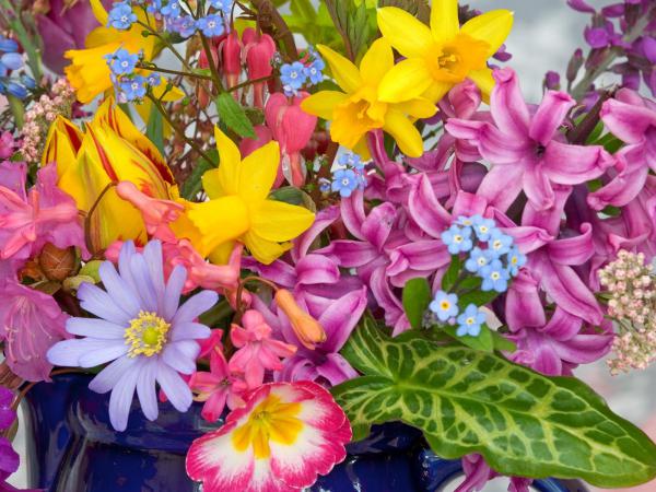 Free spring flowers from the garden wallpaper download