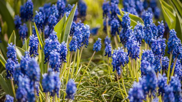 Free spring hyacinth flower 4k hd flowers wallpaper download