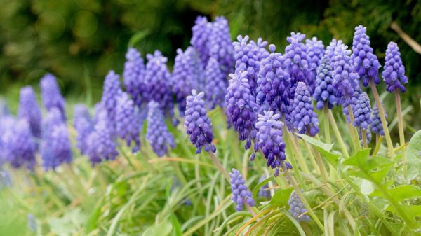 Free spring hyacinth purple flowers hd flowers wallpaper download