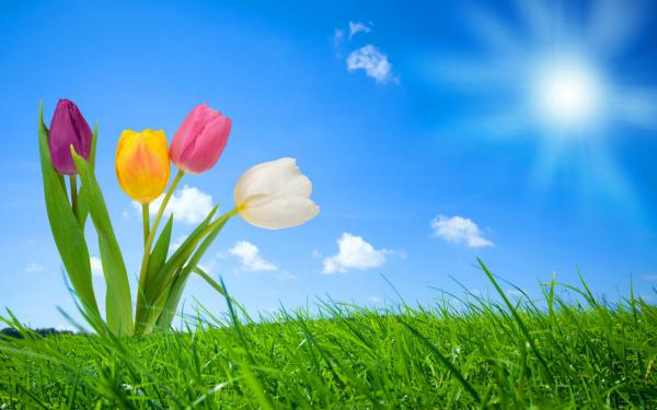 Free spring nature wallpaper download