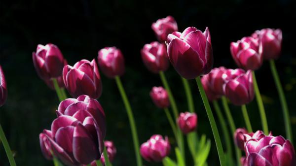 Free spring pink tulips wallpaper download