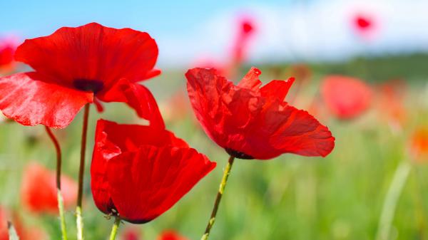 Free spring poppies wallpaper download