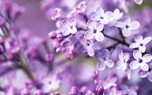 Free spring purple flowers wallpaper download