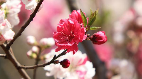 Free spring sakura blossom flower in branch hd flowers wallpaper download