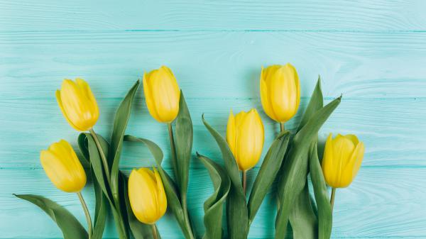 Free spring tulip yellow flower in blue wooden background 4k 5k hd flowers wallpaper download