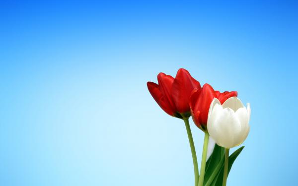 Free spring tulips red white wallpaper download