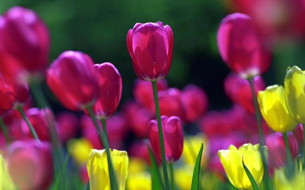 Free spring tulips wallpaper download