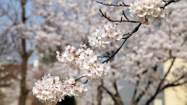 Free spring white blossom flowers in blur background 4k 5k hd flowers wallpaper download