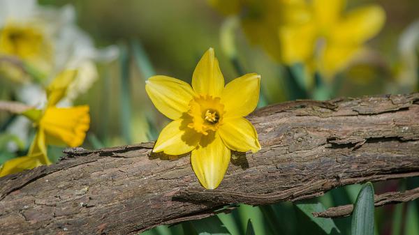 Free spring yellow daffodil flower on broken wood 4k hd flowers wallpaper download