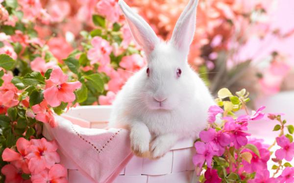 Free springtime hare wallpaper download