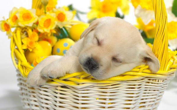 Free springtime snooze wallpaper download