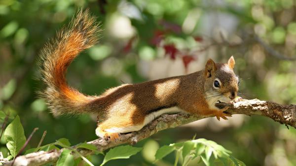 Free squirrel is climbing tree branch with shallow background hd squirrel wallpaper download