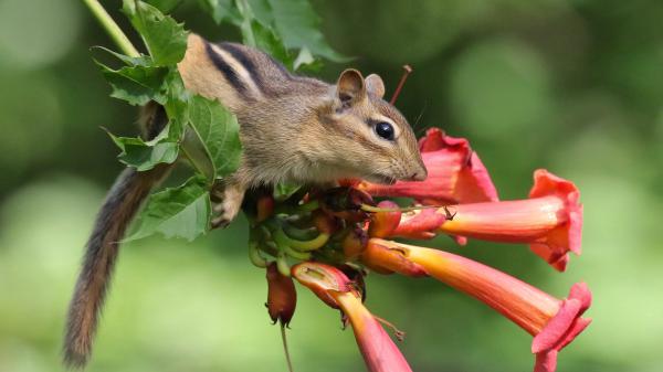 Free squirrel is on branch of plant with flowers hd squirrel wallpaper download