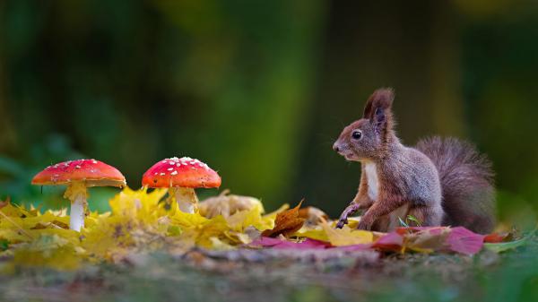 Free squirrel is sitting near red mushrooms with shallow background hd squirrel wallpaper download