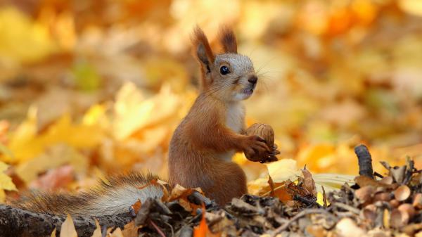 Free squirrel is sitting on dry leaves and eating nuts hd animals wallpaper download