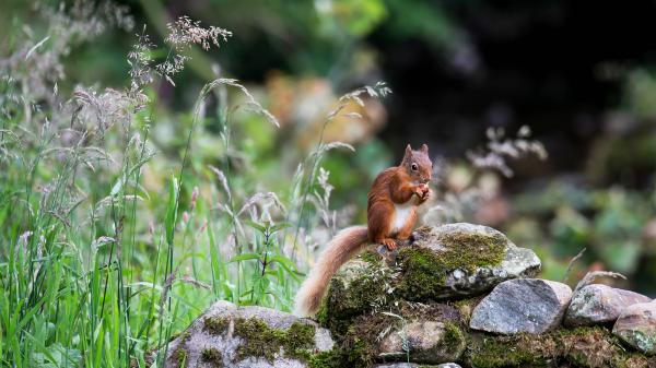 Free squirrel is sitting on stone with moss in shallow background hd squirrel wallpaper download