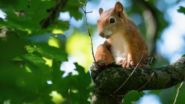 Free squirrel is sitting on the branch of tree hd squirrel wallpaper download