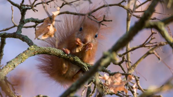 Free squirrel is sitting on tree branch eating nuts in blur background hd animals wallpaper download