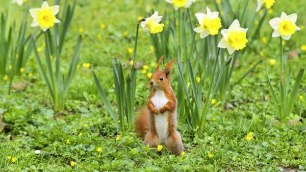 Free squirrel is standing like a man with flowers and green plants background hd squirrel wallpaper download