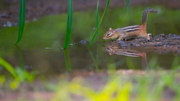 Free squirrel is standing near water hd squirrel wallpaper download