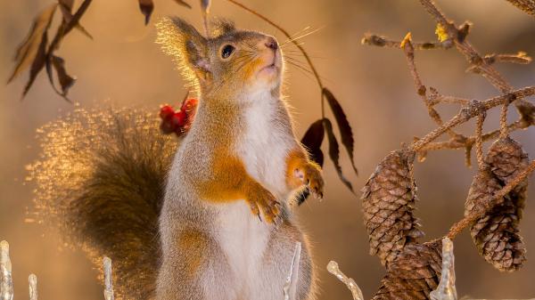 Free squirrel is standing on ice hd squirrel wallpaper download