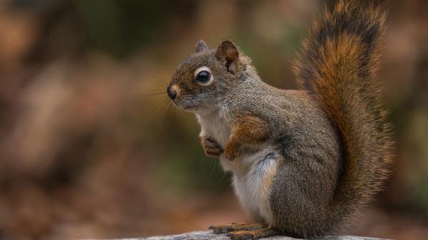 Free squirrel is standing on rock with shallow background 4k 5k hd animals wallpaper download