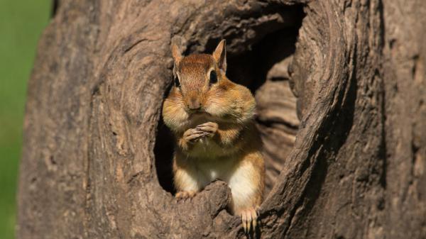 Free squirrel is standing on tree hole hd squirrel wallpaper download