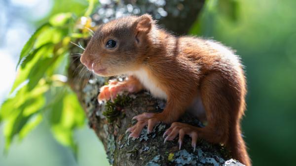 Free squirrel on algae covered tree branch 4k 5k hd squirrel wallpaper download