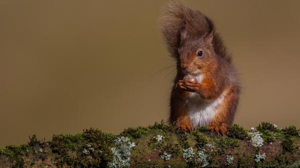 Free squirrel with black eyes in brown background hd squirrel wallpaper download