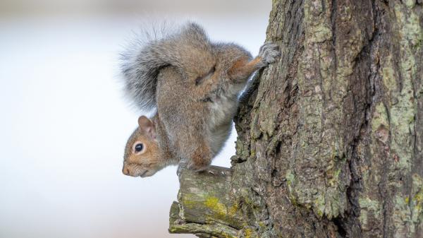 Free squirrel with black eyes is seeing from tree hd squirrel wallpaper download