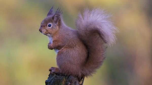Free squirrel with black eyes is standing on top of wood hd animals wallpaper download