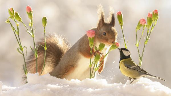 Free squirrel with flower standing on snow near titmouse hd squirrel wallpaper download