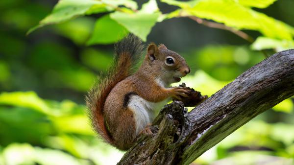 Free squirrel with nut on tree branch 4k 5k hd squirrel wallpaper download