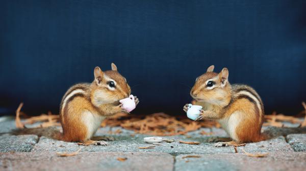 Free squirrels with cups in blue background 4k 5k hd animals wallpaper download