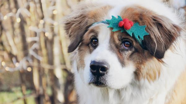 Free st  bernard dog with christmas decoration band on head hd animals wallpaper download