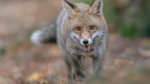 Free stare fox hd animals wallpaper download