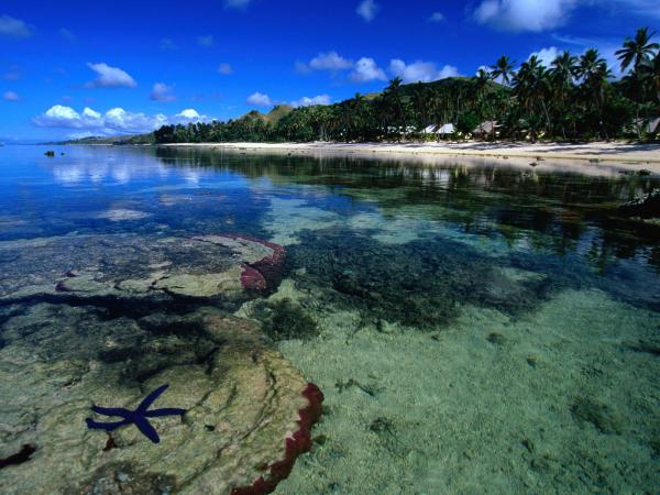 free starfish along the coral coast beach wallpaper download