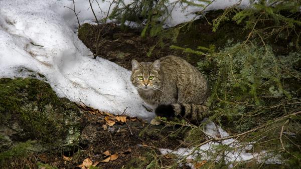 Free staring green eyes brown black cat on rock hd cat wallpaper download