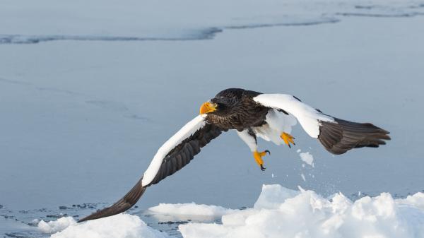 Free stellers sea eagle is flying up from snow field hd animals wallpaper download