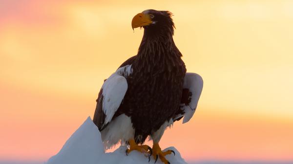 Free stellers sea eagle is sitting on snow with colourful background hd animals wallpaper download