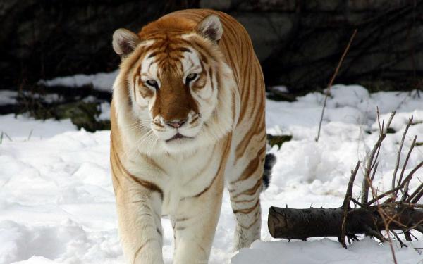 Free strange snow tiger wallpaper download